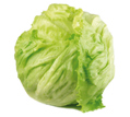 Salotos ICEBERG, 1 vnt.